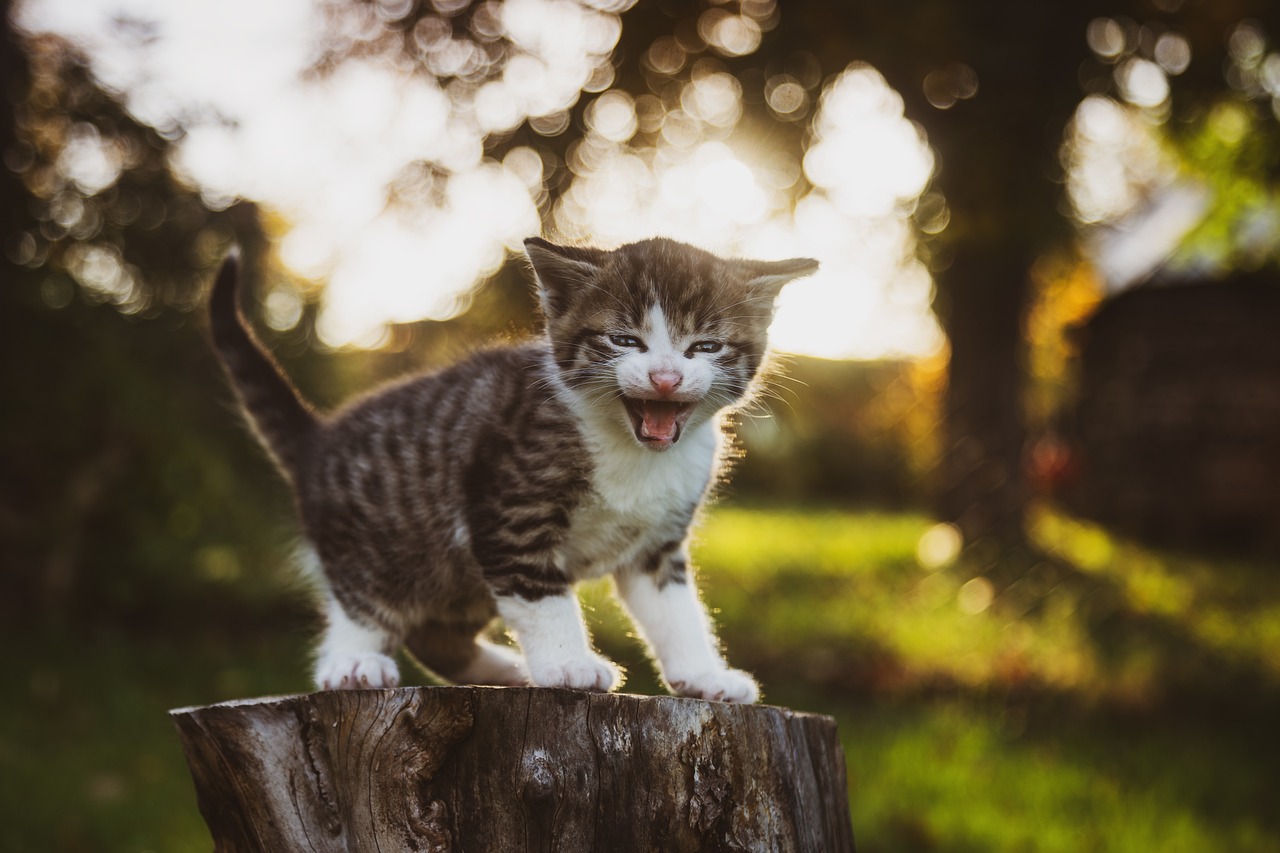 How to Address Anxiety in Pets During Storms